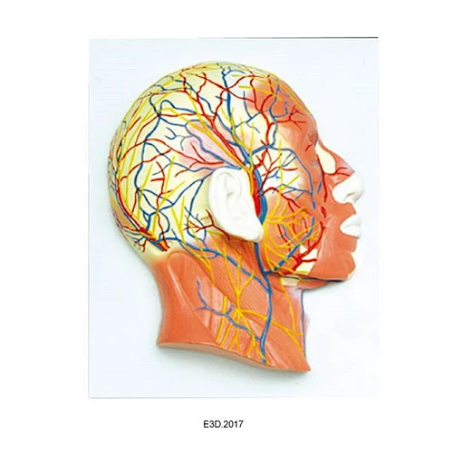 Half Head with Musculature Blood Vessels Nerves