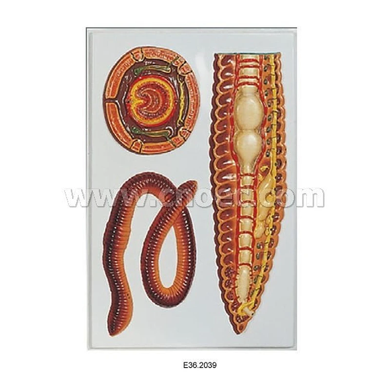 Relief Model of  Anat Earth Worm
