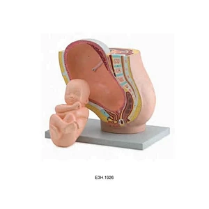 Human Development Set with Baby