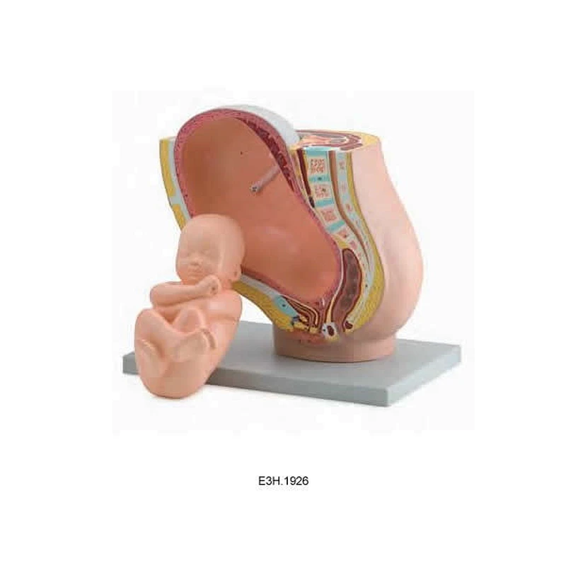Human Development Set with Baby