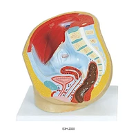 Human female Half Pelvis