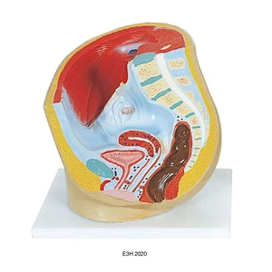 Pelvis Separuh perempuan manusia