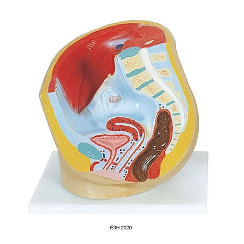Human female Half Pelvis