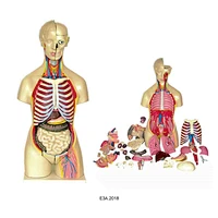 85cm Human Torso 44parts