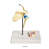 Shoulder joint-fuctional Model