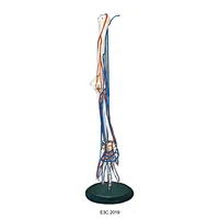 Big Adult Arm Bone