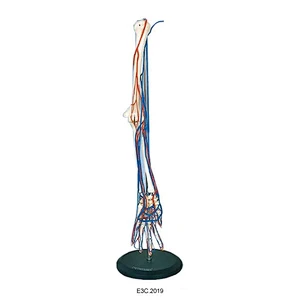 Big Adult Arm Bone