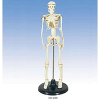 Mini -Skeleton 42cm