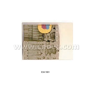 نموذج قسم Dicot Leaf