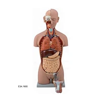 Duel-Sex Exchange Torso, 25 parts(A)