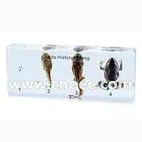 Crystal Specimen, Life hisory of frog
