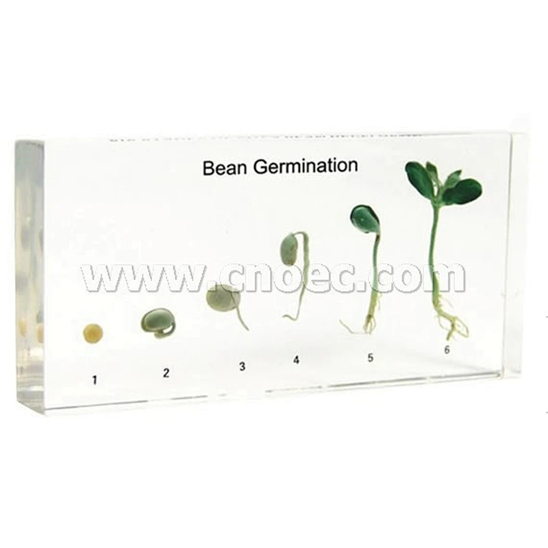 Bean Germination