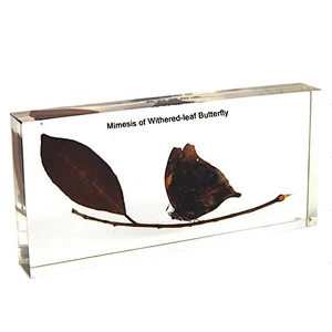 Mimesis of Withered-leaf Butterfly