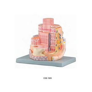 Skeleton Muscle of Fiber Model