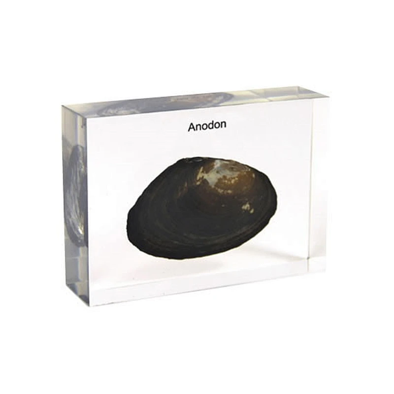 Freshwater Mussel