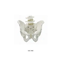 Modello Di Bacino Maschile Con Vertebra Lombare