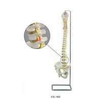 Colonna vertebrale flessibile con bacino