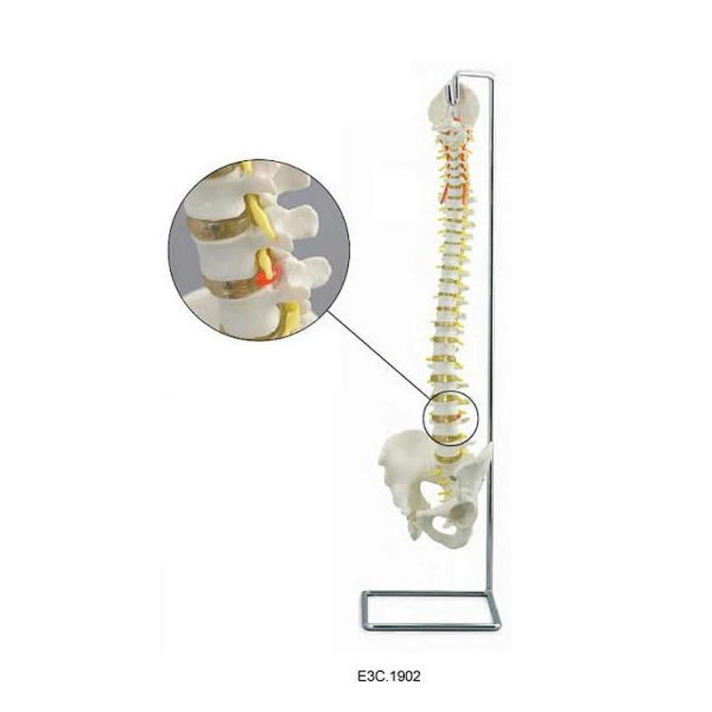 Colonna vertebrale flessibile con bacino