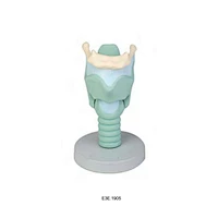 Sụn ​​thanh quản mở rộng gấp 4 lần, 4 phần