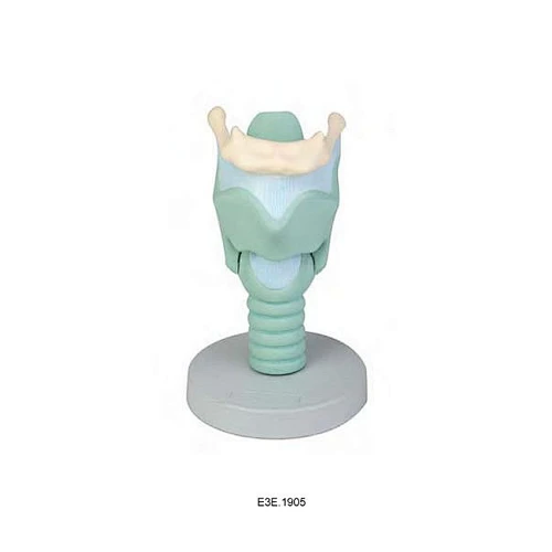 Sụn ​​thanh quản mở rộng gấp 4 lần, 4 phần