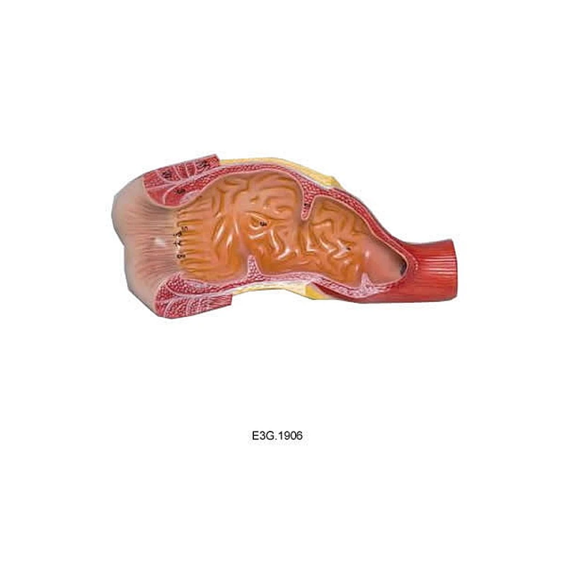 Rectum et canal anal