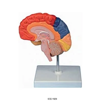 Right Brain with Different Function Area