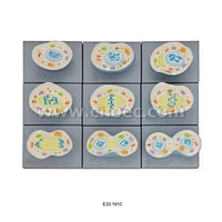Cell Mitosis Model, 9 parts
