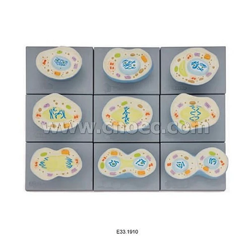 Cell Mitosis Model, 9 parts