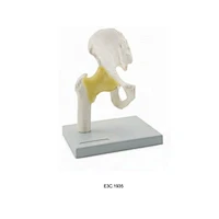 Hip Joint Model with Ligament