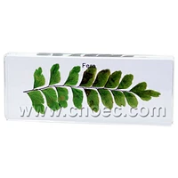 Crystal Specimen, Fern