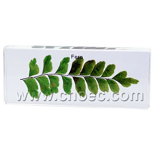 Crystal Specimen, Fern