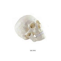 Dimensioni naturali del cranio umano