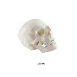 Dimensioni naturali del cranio umano