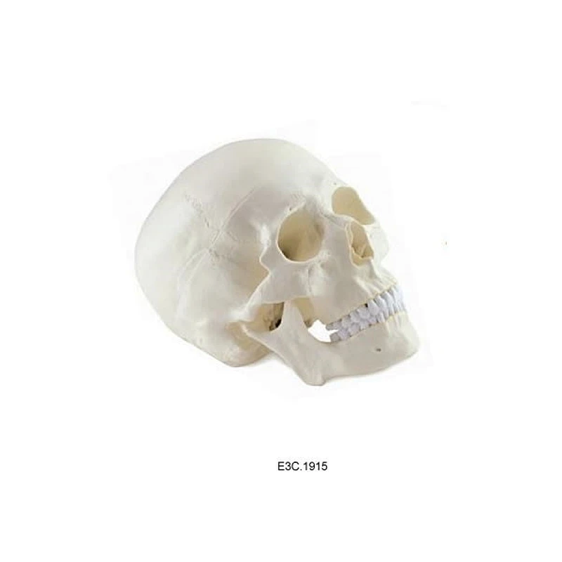 Dimensioni naturali del cranio umano