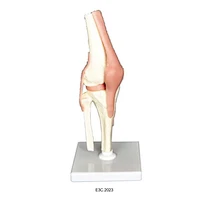 Human Knee Joint