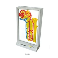 Electronic Model of Urine Formation