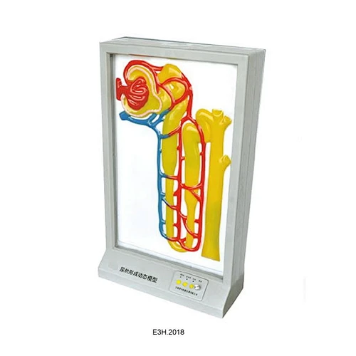 Electronic Model of Urine Formation