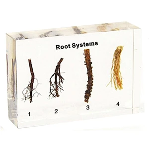 Root System