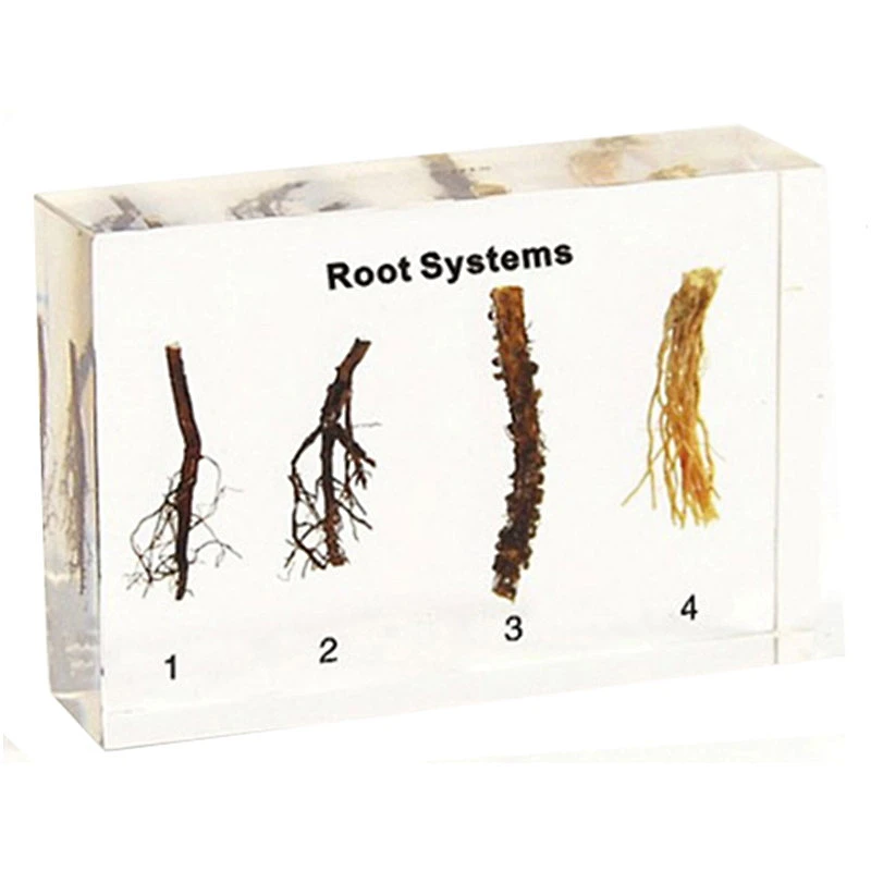 Root System