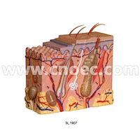 Model of Skin