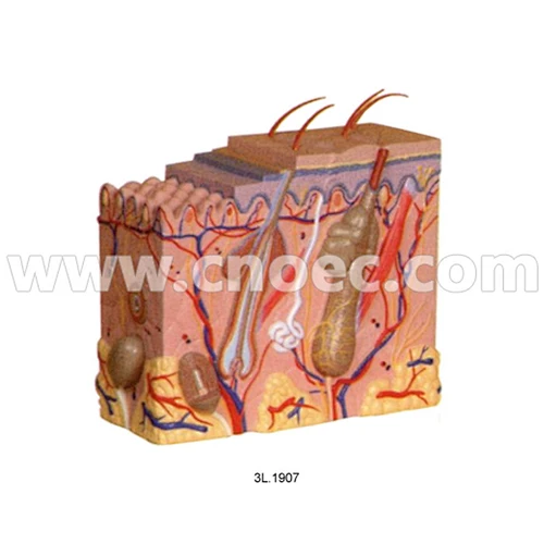 Model of Skin