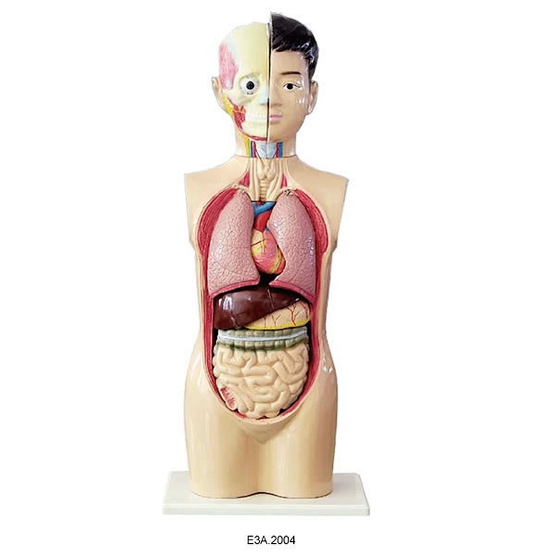 Human Torso