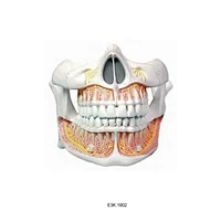 Permanent Teeth,Nature Size,2 Parts