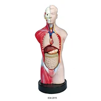 Miniature Human Male Torso