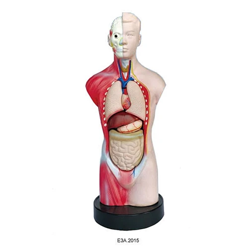 Miniature Human Male Torso