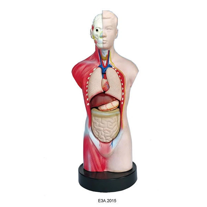 Torse masculin humain miniature