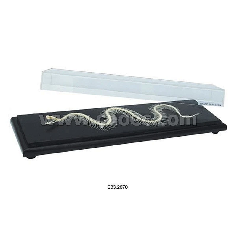 Snake Skeleton