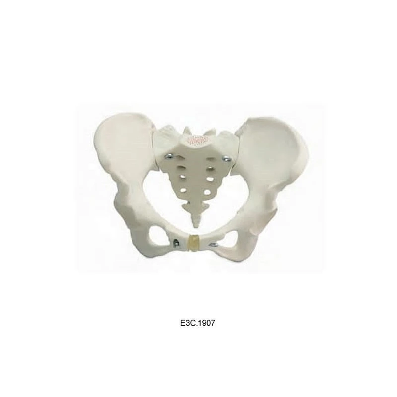 Dimensione naturale del bacino femminile