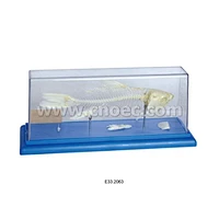 Fish Skeleton