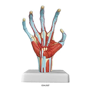 Model of human hand